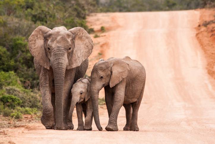 suedafrika-elefanten-safari-g-476031170.jpg