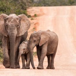 suedafrika-elefanten-safari-g-476031170.jpg