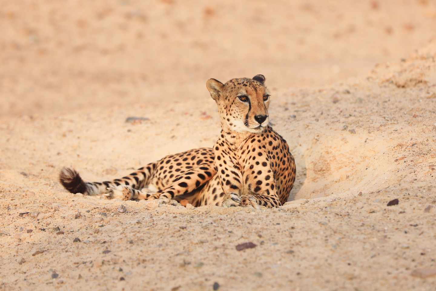 blte0e7bd84c1115904-vae-abudhabi-sirbaniyas-g-1195072264.jpg Ein Gepard im Sir Bani Yas Wildlife Park