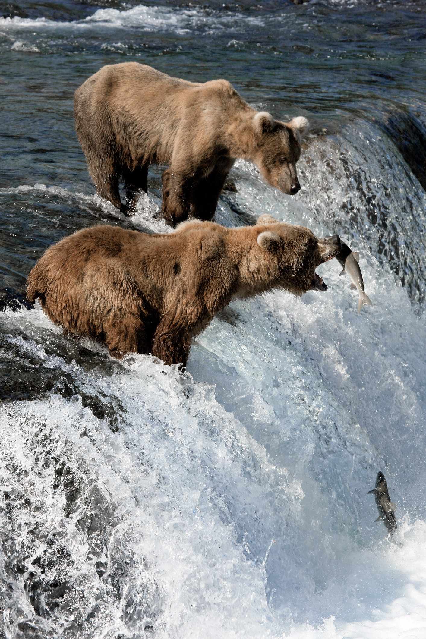 Bären in Alaska