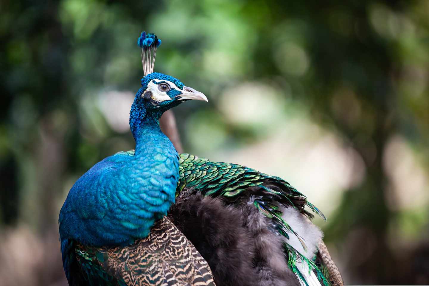 griechenland-kos-pfau-seitenansicht-g-1170836049.jpg