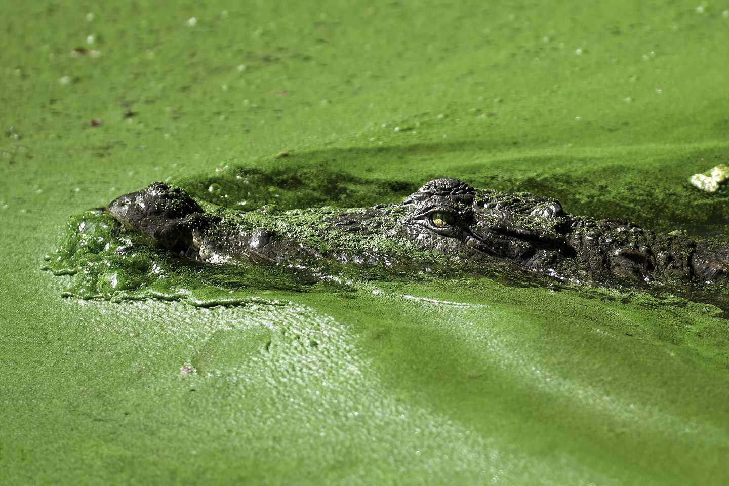 Gambia-Krokodil-im-grünen-See-g-1502144222.jpg