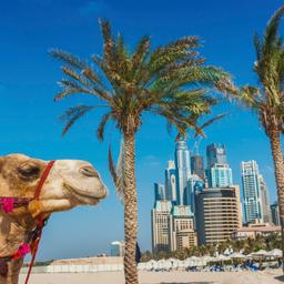 vae-dubai-t-178540168.jpg