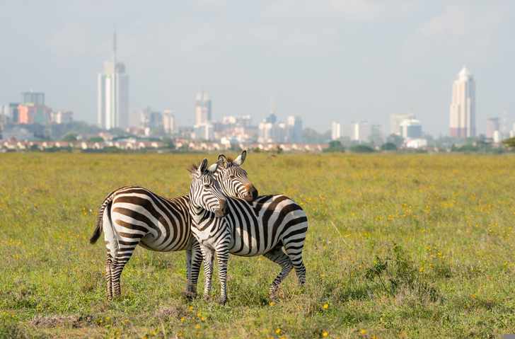 kenia-nairobi-zebras-g-1051511244.jpg