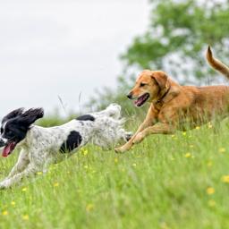 Hotels mit Hund Hamburg