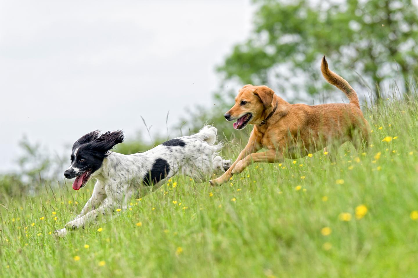 hunde-sommer-wiese-spielen-g-175441170.jpg