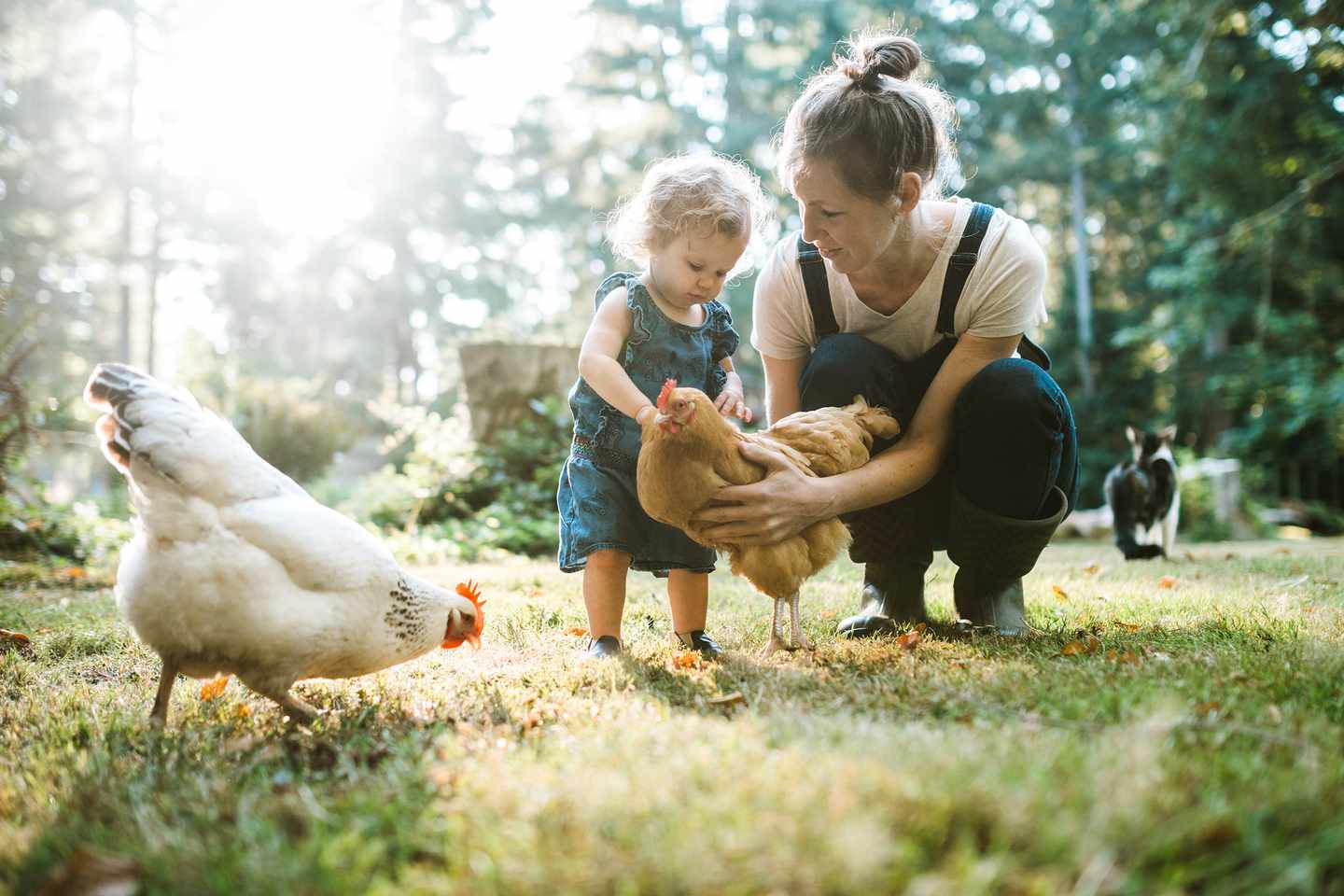 Famlie_Huehner_Farm_G-1174000116.jpg