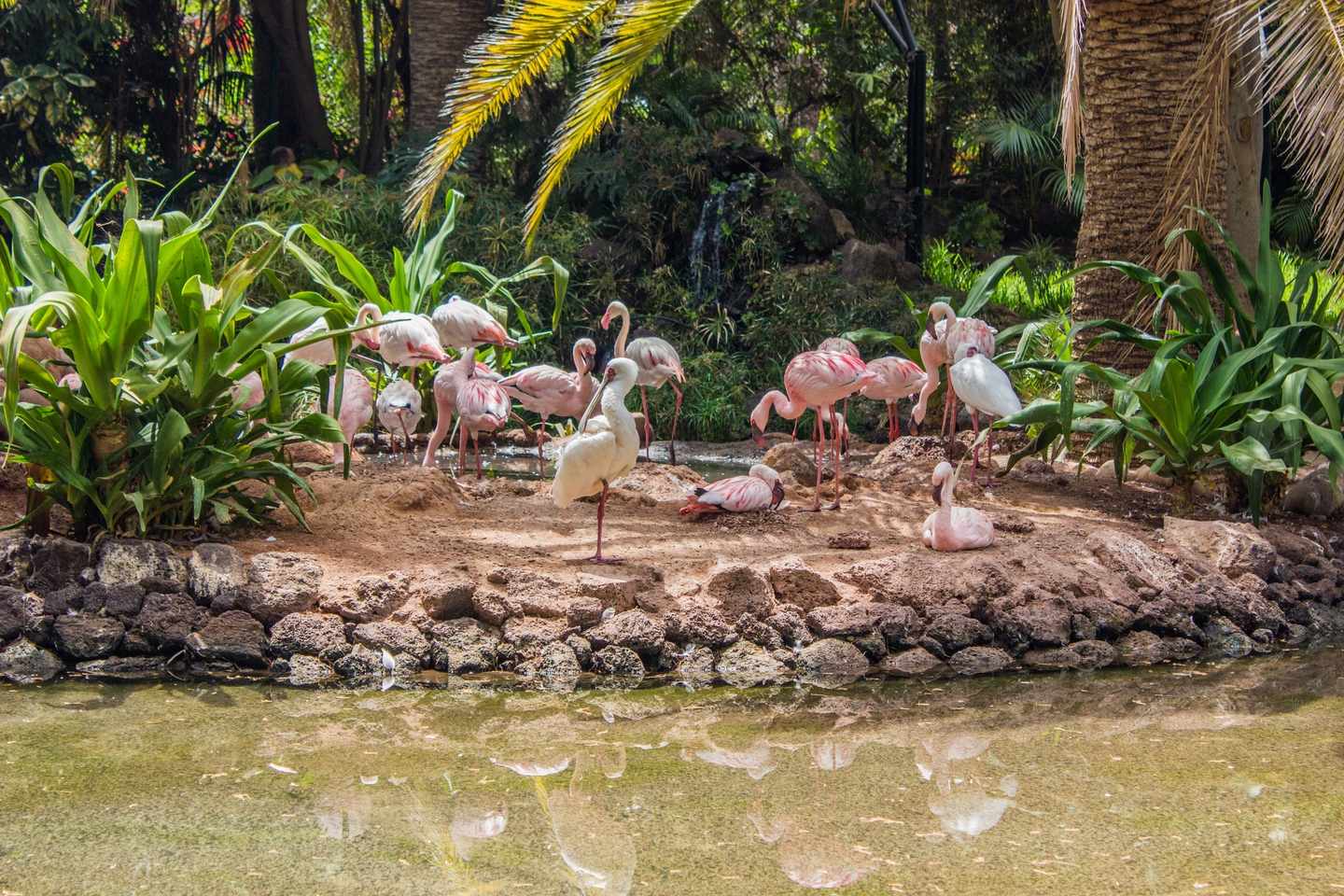 bltadd6af6f0bd39961-spanien-kanaren-fuerteventura-oasis-park-flamingos-g-1197670526.jpg Flamingos im Oasis Park