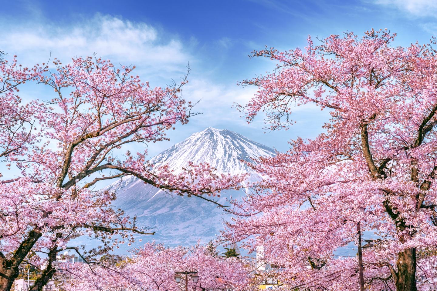 Japan-Fuji-Berg-Kirsche-g-1518217126.jpg