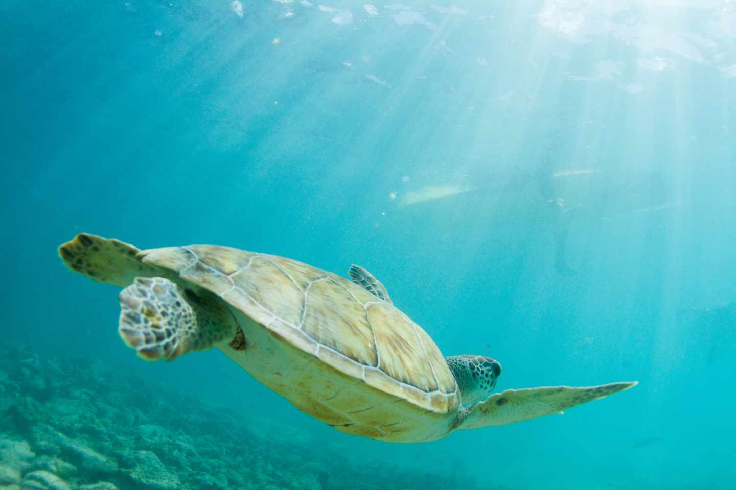 karibik-barbados-meeresschildkroete-g-910418282.jpg