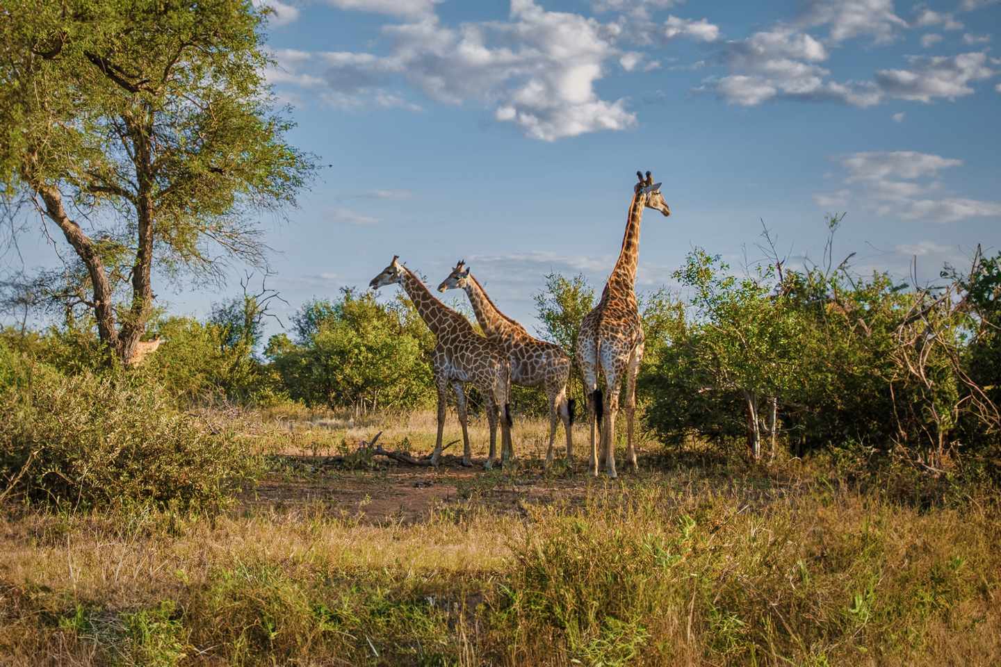 suedafrika-kruger-nationalpark-giraffen-g-1412141335.jpg
