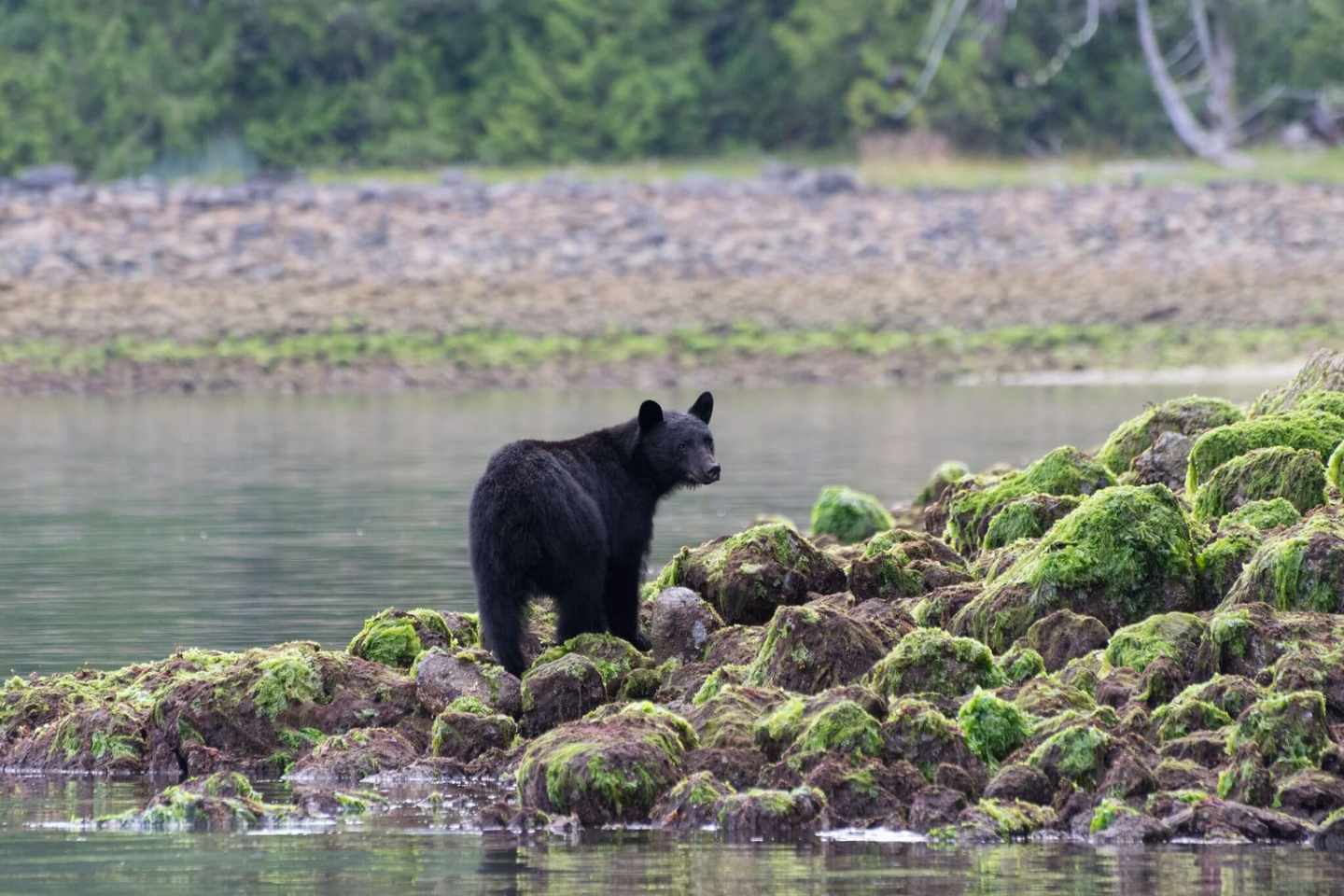 kanada-british-columbia-baer-g-626542546.jpg