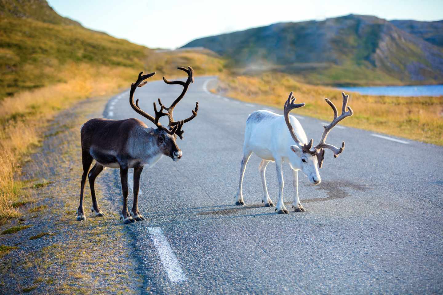 finnland-lappland-rentiere-strasse-natur-landschaft-g-686917740.jpg