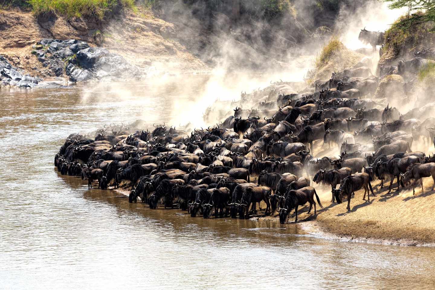 kenia-grosse-migration-gnus-g-534918157.jpg