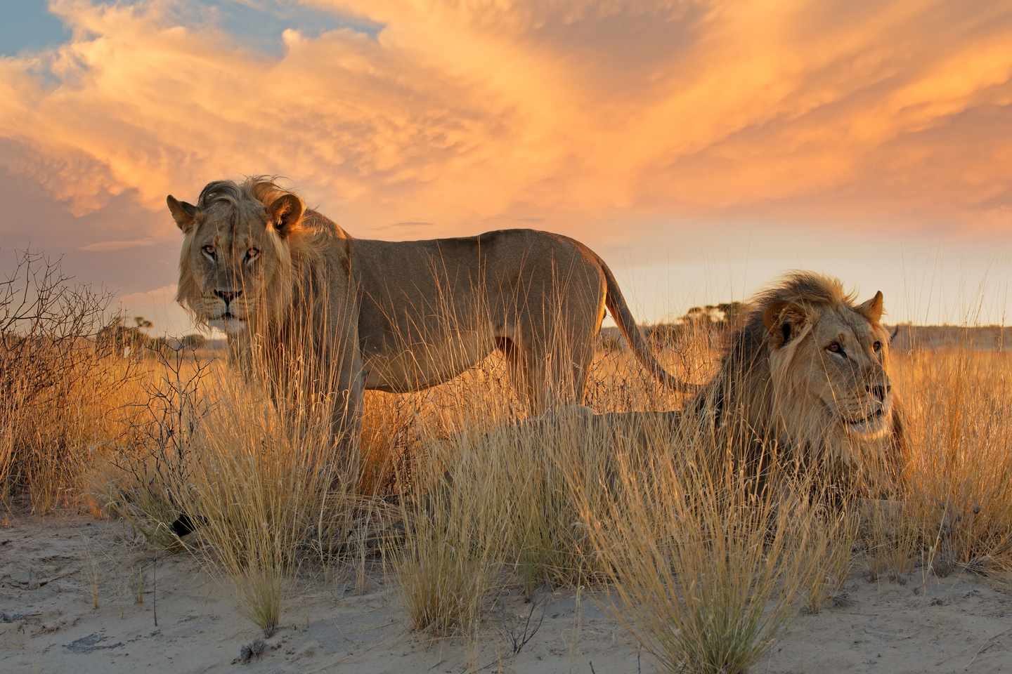 Suedafrika-Kalahari-Wueste-Loewen-g-1356790484.jpg