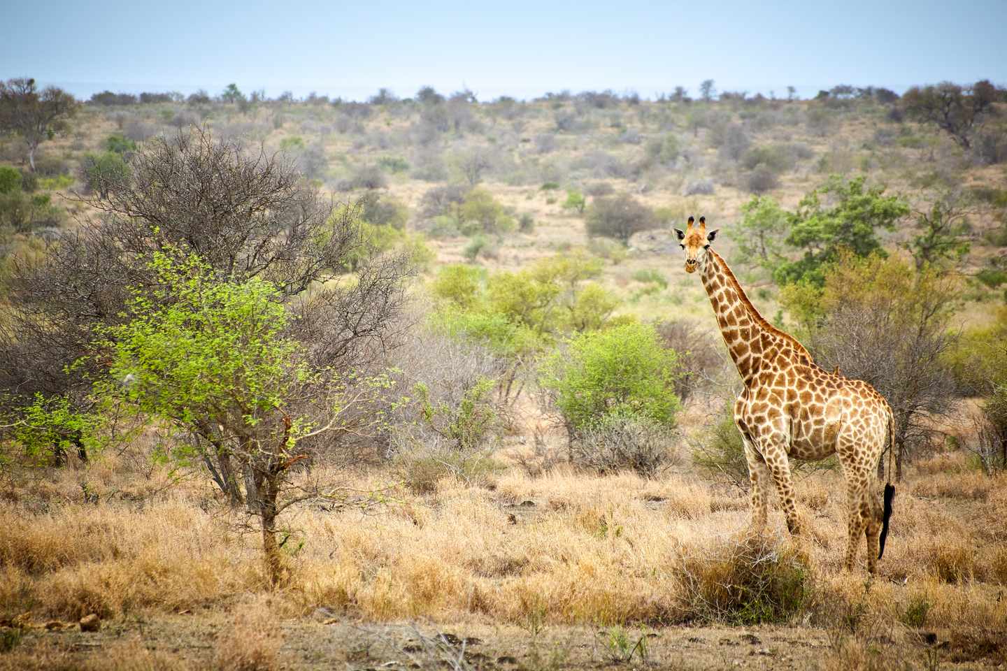 Giraffe zwischen Büschen und trockenem Gras in der Savannenlandschaft des Kruger Nationalparks in Südafrika