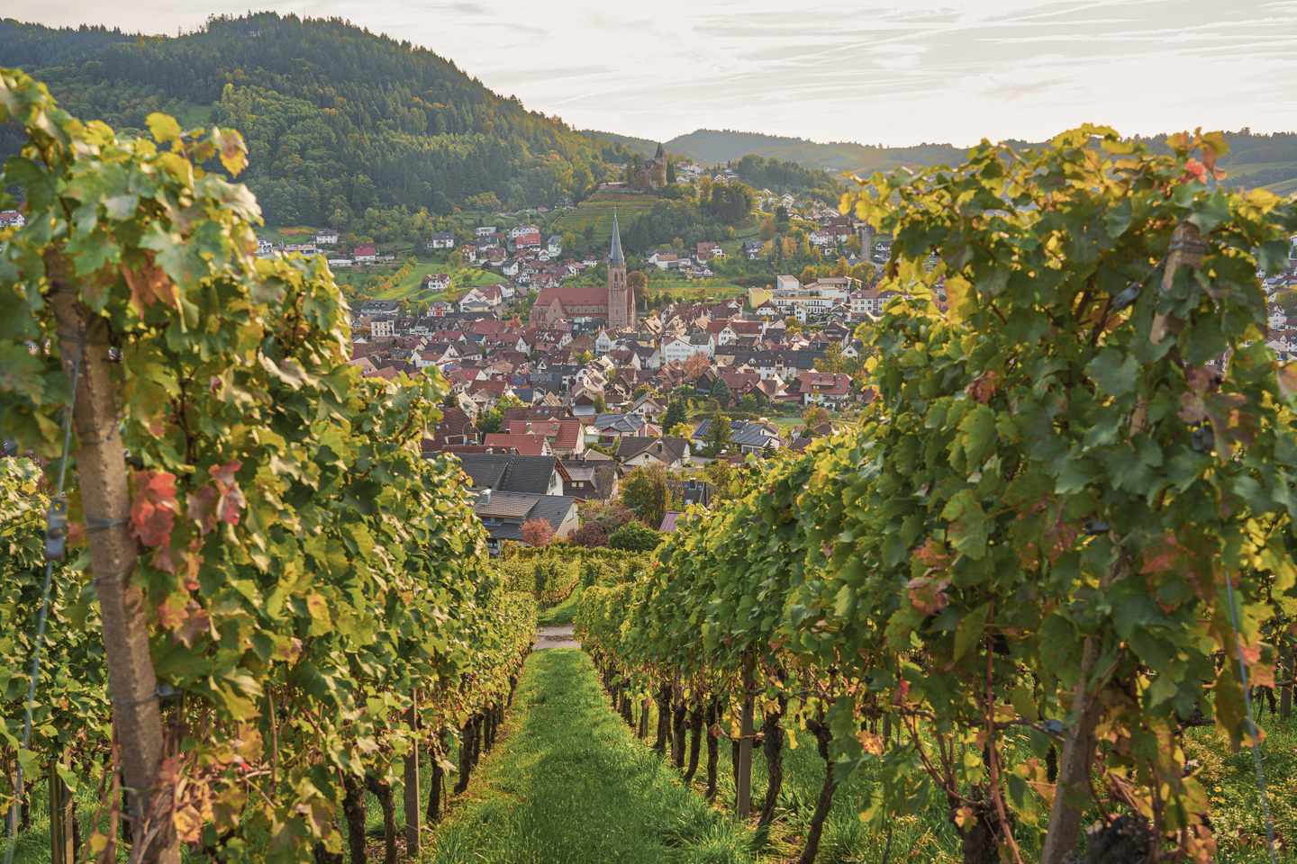 deutschland-wandern-im-schwarzwald-blick-durch-herbstliche-weinberge-auf-kappelrodeck-g-1690934974.jpg