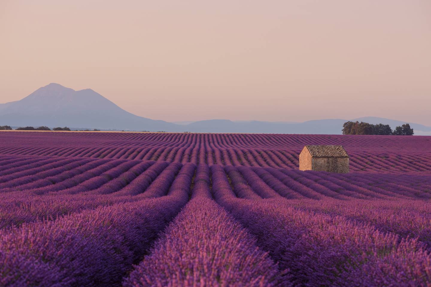 frankreich-suedfrankreich-provence-lavendelfeld-huette-g-1136569085.jpg