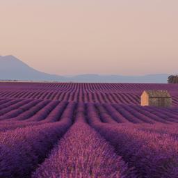 frankreich-suedfrankreich-provence-lavendelfeld-huette-g-1136569085.jpg