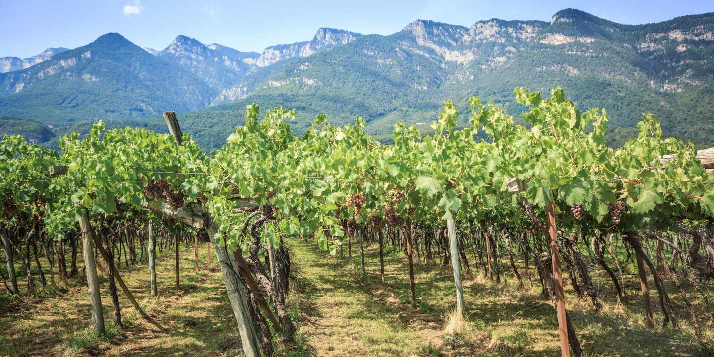 italien-suedtirol-weinberg-am-kalterer-see-g-171369831.jpg