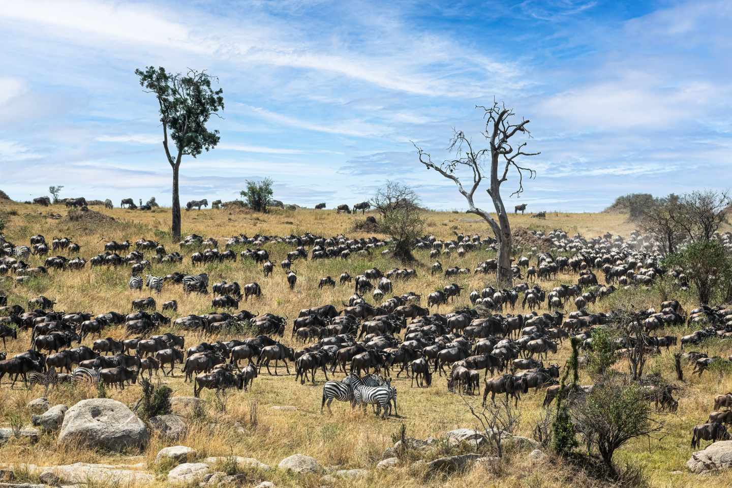 tansania-serengeti-gnu-wanderung-g-1424956086.jpg