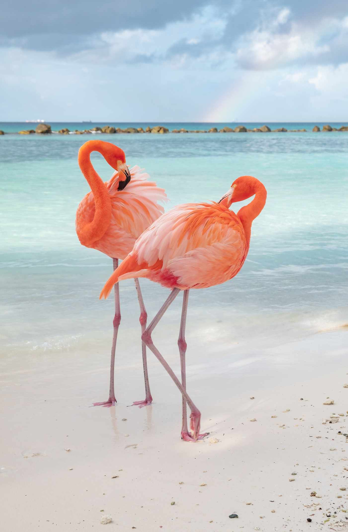 Aruba-wilde-rosa-Flamingos-am-Strand-g-1067575444.jpg