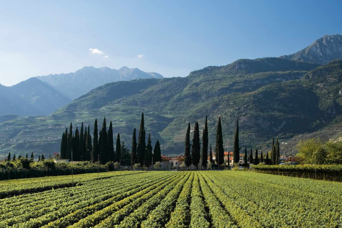 italien-gardasee-riva-del-garda-wein-weinberge-g-146963943.jpg