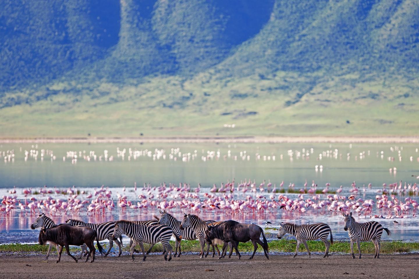 blta1464787290d424d-tansania-ngorongorokrater-zebras-t-177429980.jpg tansania-ngorongorokrater-zebras-t-177429980.jpg