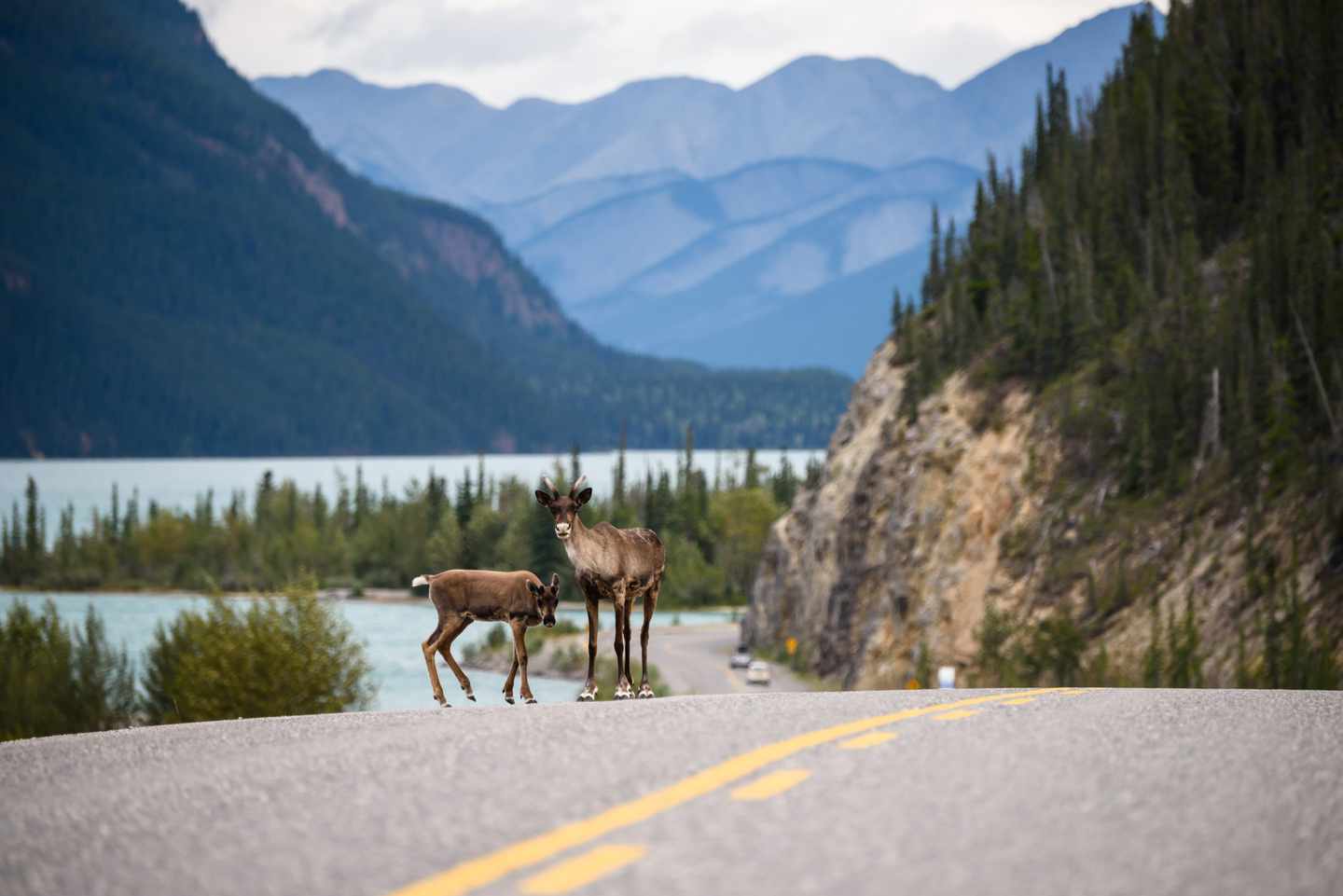 kanada-british-columbia-elche.jpg