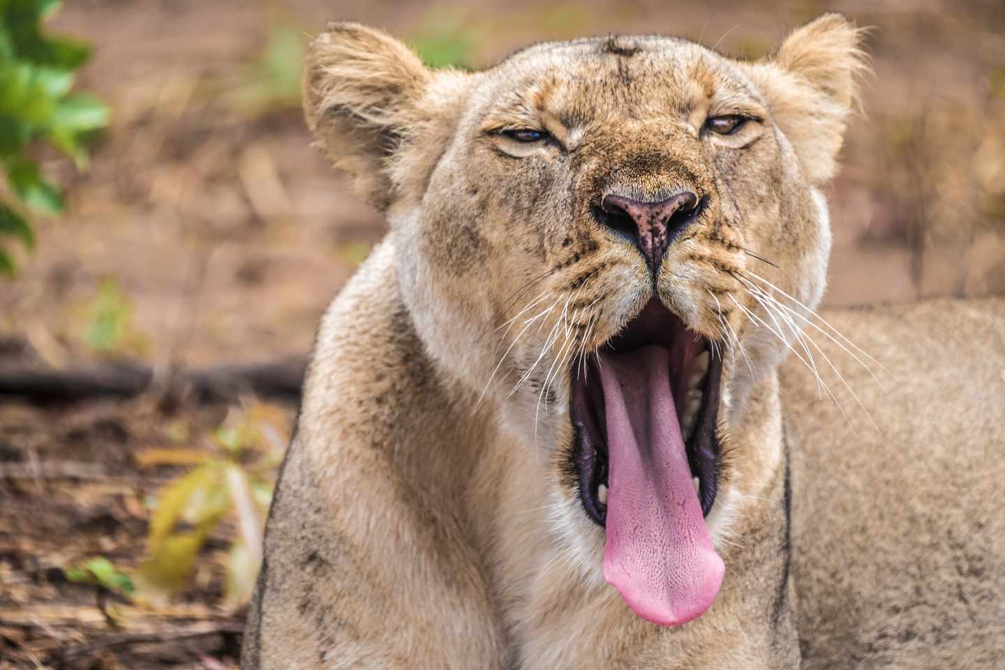 botswana-chobe-nationalpark-loewe-g-886931068.jpg