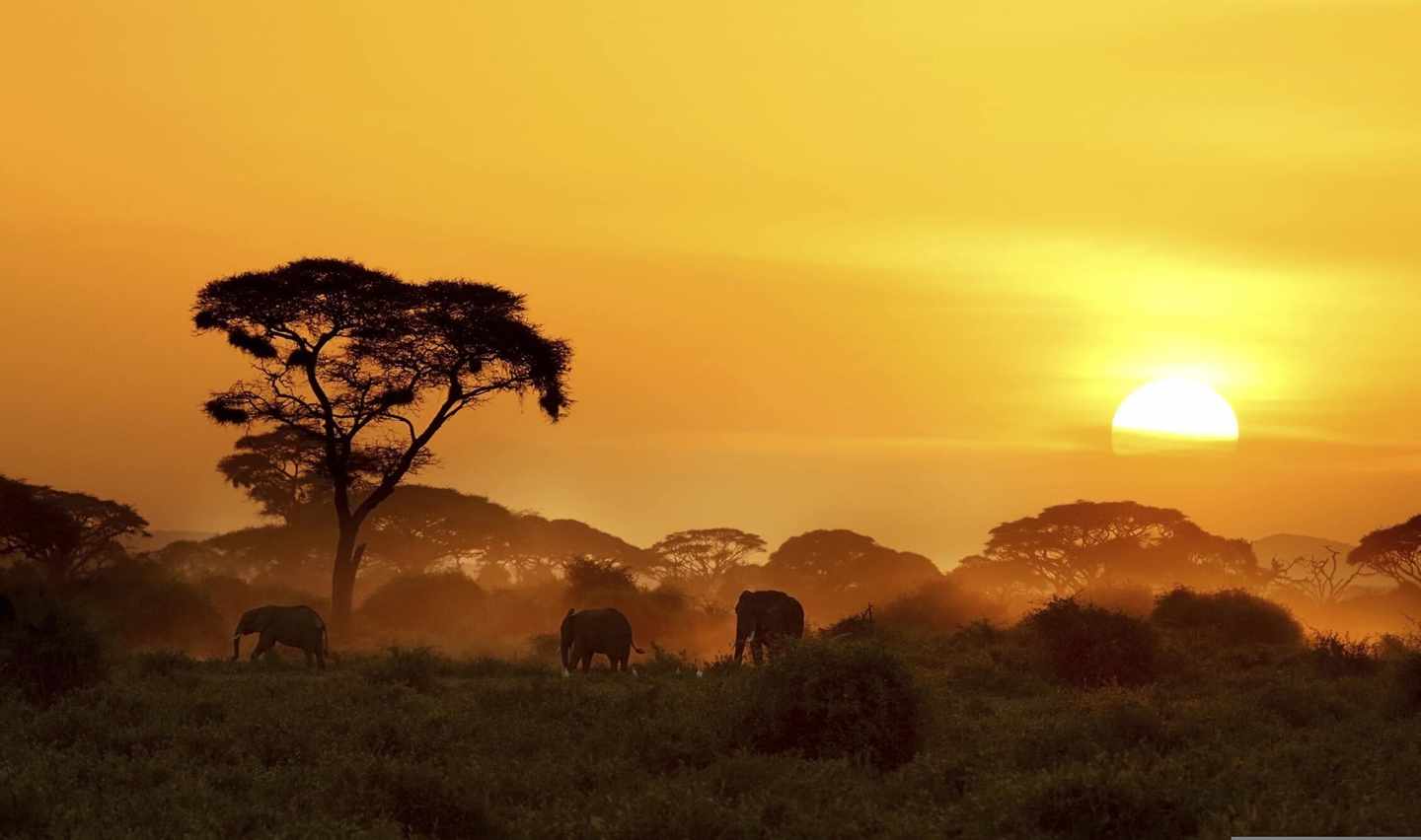 kenia-savanne-sonnenuntergang-t-467754933.jpg