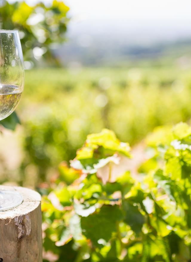 Südafrikas Weinregion