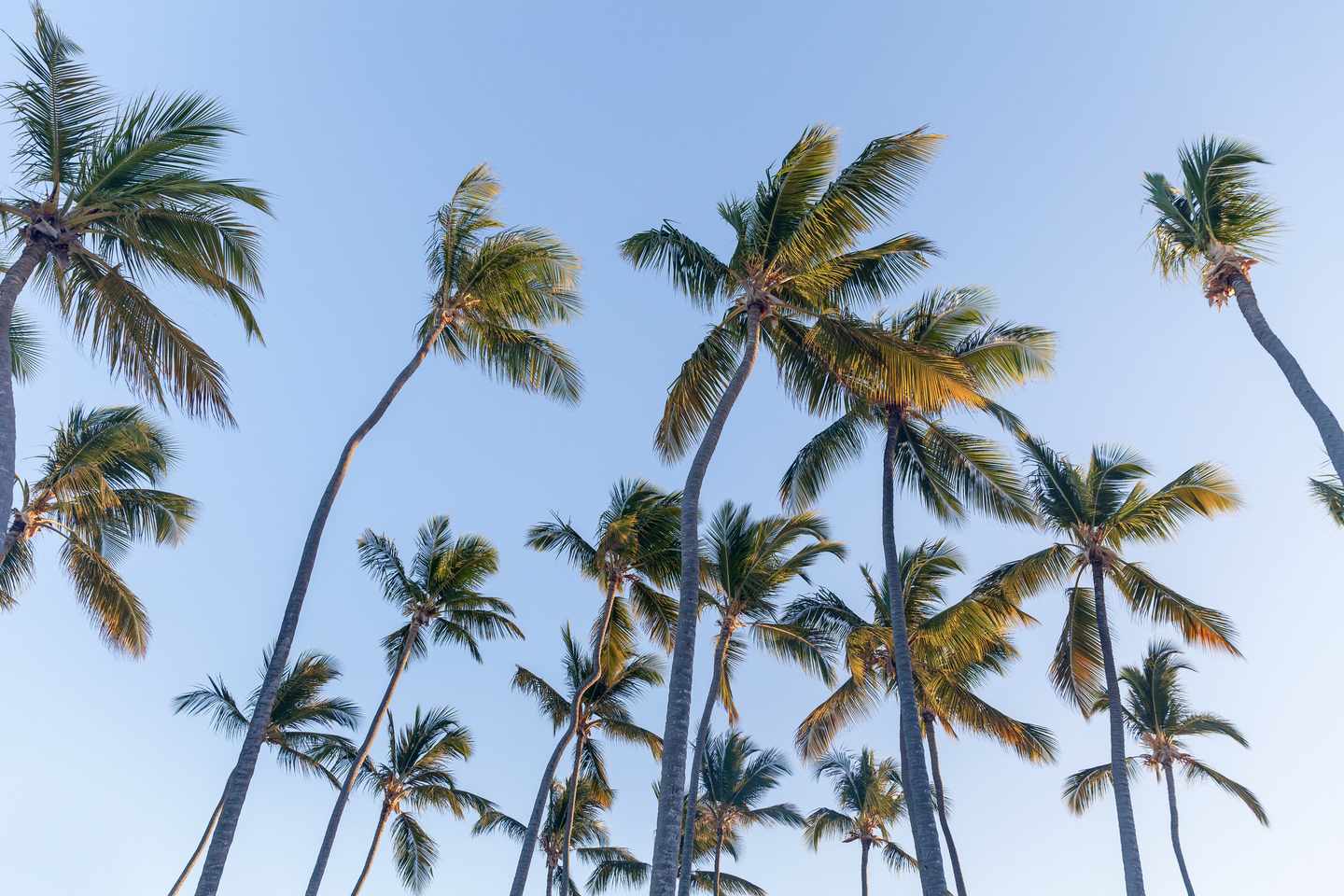 Dominikanische-Republik-Punta-Cana-Palmen-g-1502566136.jpg