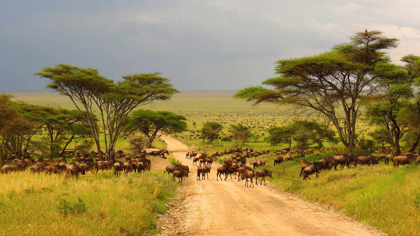 suedafrika-kruger-nationalpark-gnu-g-838552608.jpg