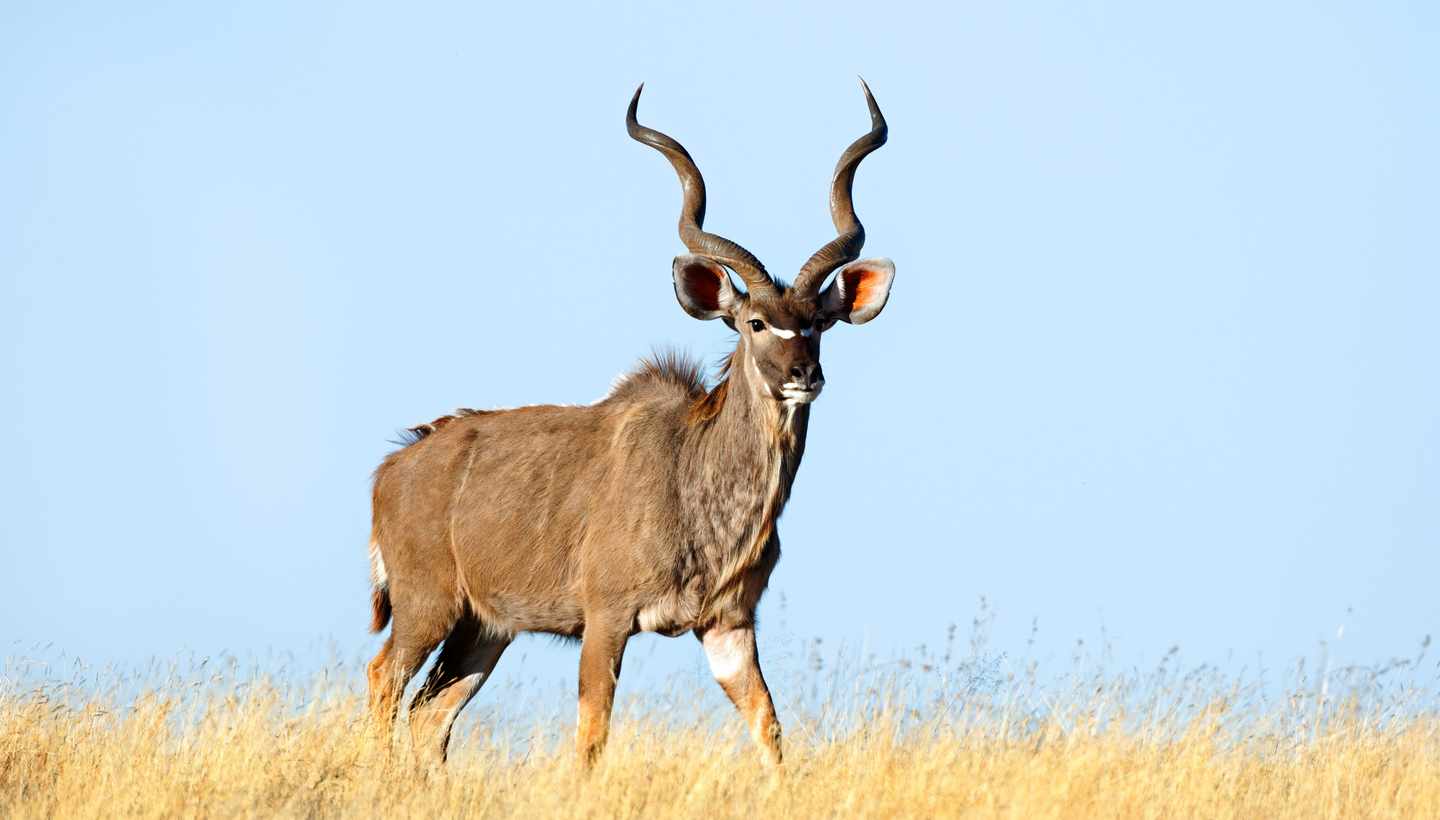 suedafrika-kruger-nationalpark-kudu-g-1353651168.jpg