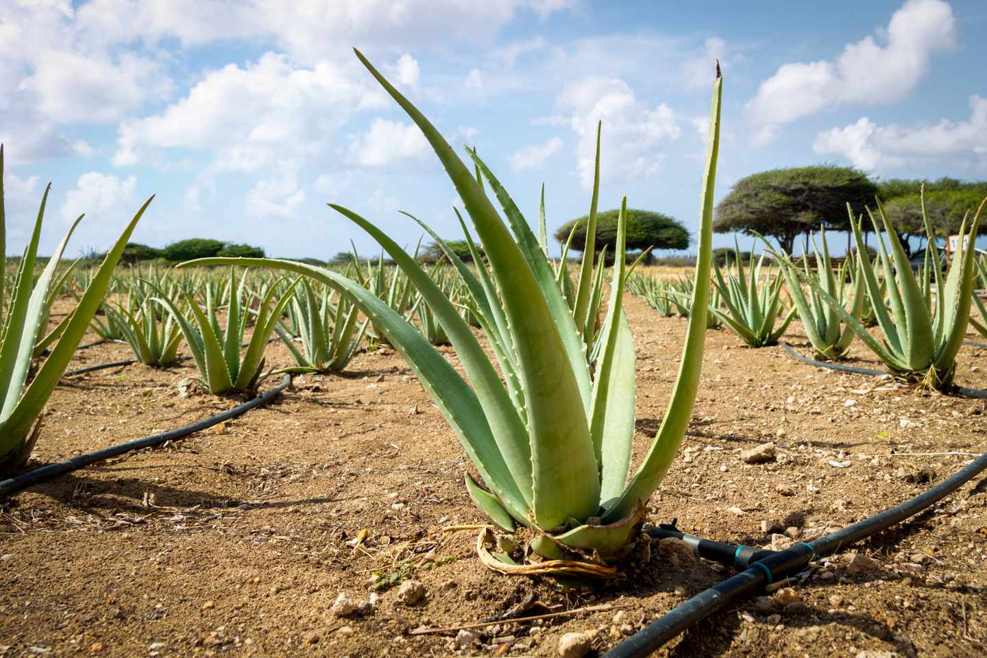 karibik-aruba-aloe-plantage-g-1196061205.jpg