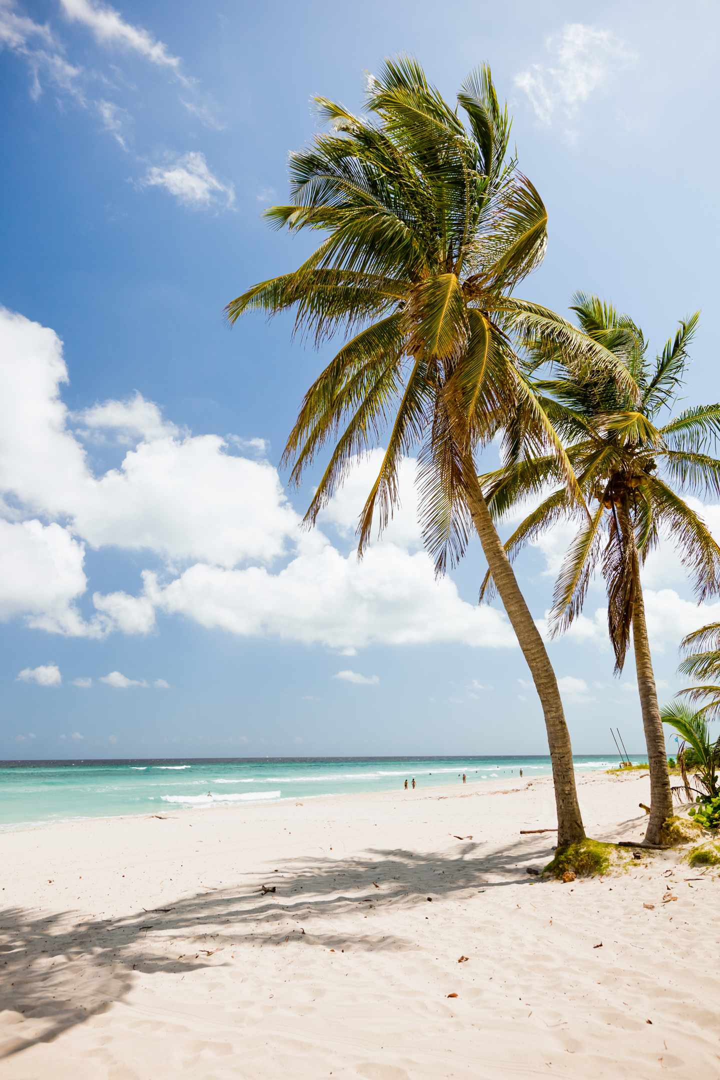Kuba Urlaub: Palmen und Strand in Varadero