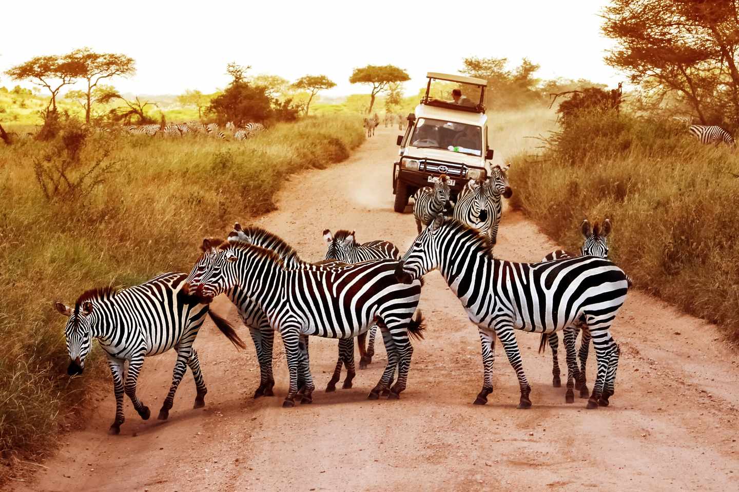 tansania-serengeti-zebras-klein-g-692556208.jpg