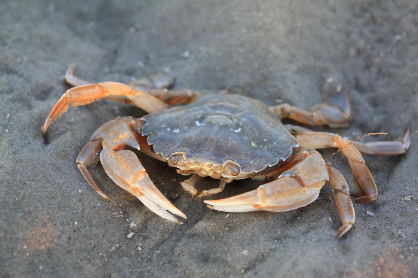 Strandkrabbe im Wattenmeer an der Nordsee