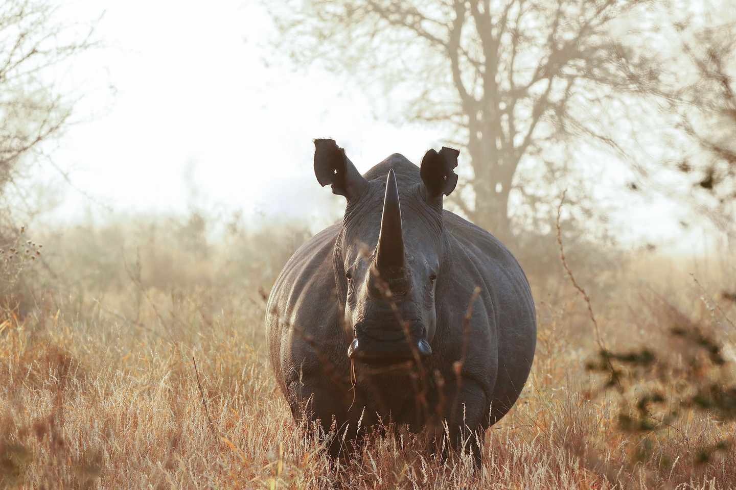 südafrika-nashorn-g-838552526.jpg