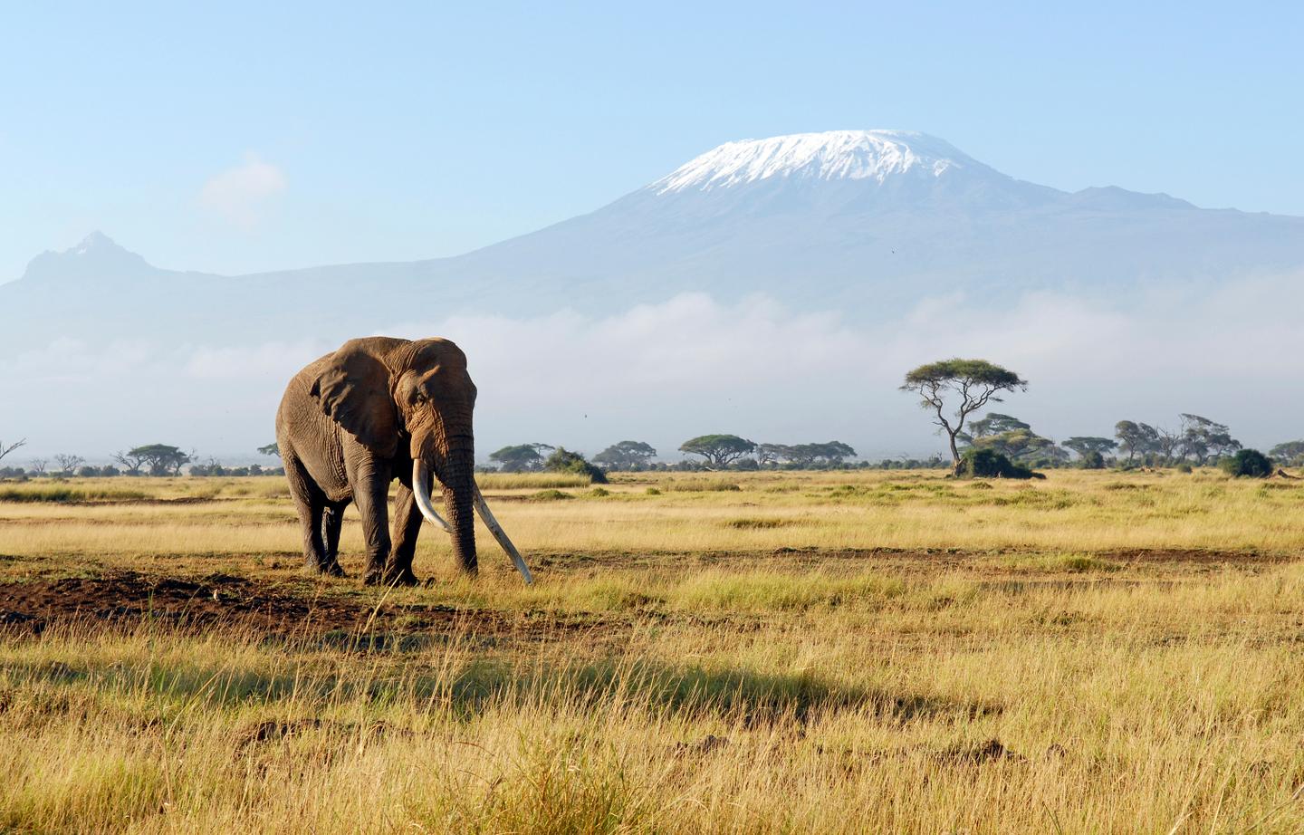 blted1ec45fda7839a9-Kenia-Elefant-mit-Berglandschaft-g-173608220.jpg Kenia-Elefant-mit-Berglandschaft-g-173608220.jpg
