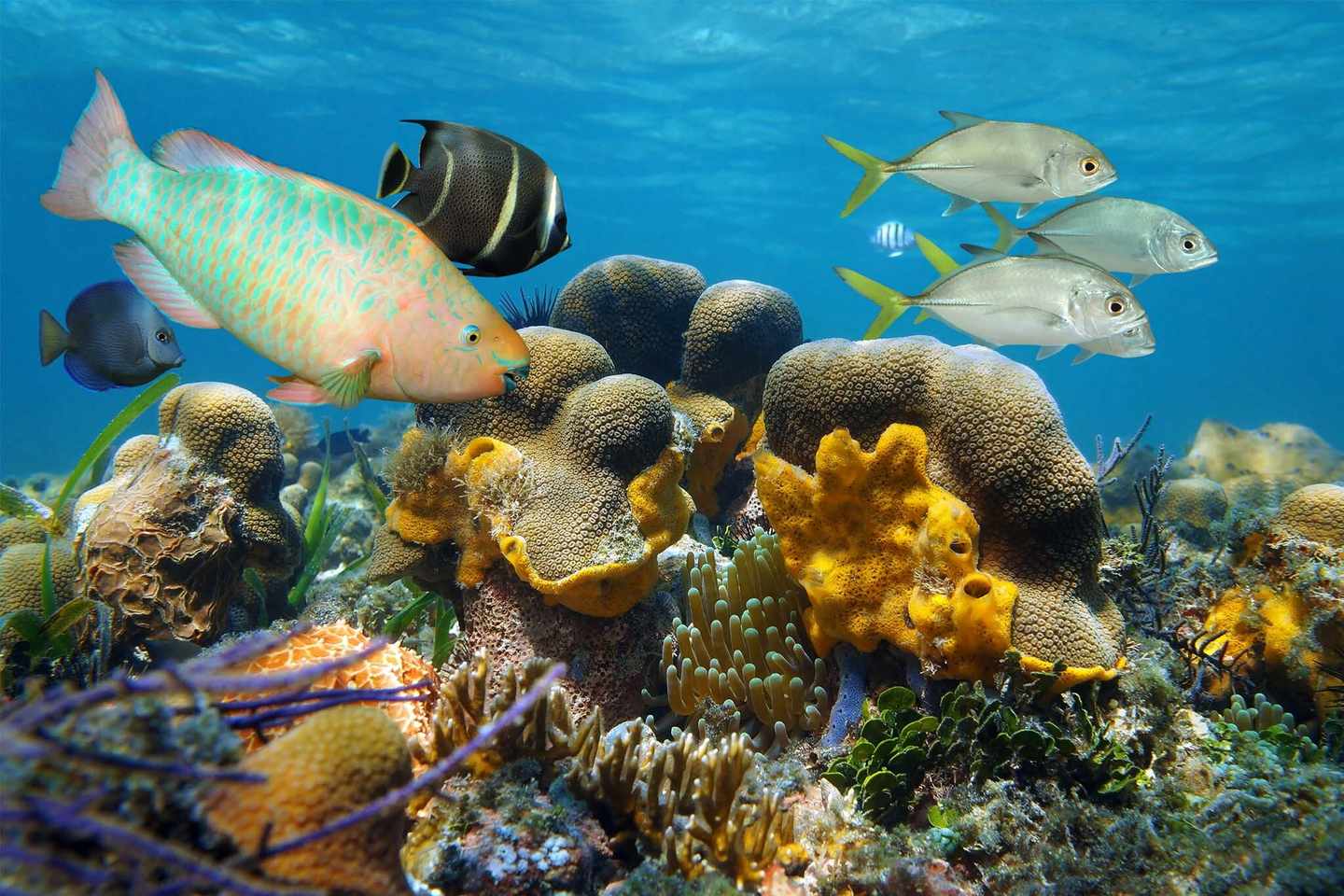 griechenland-bunte-fische-am-riff-g-862608544.jpg