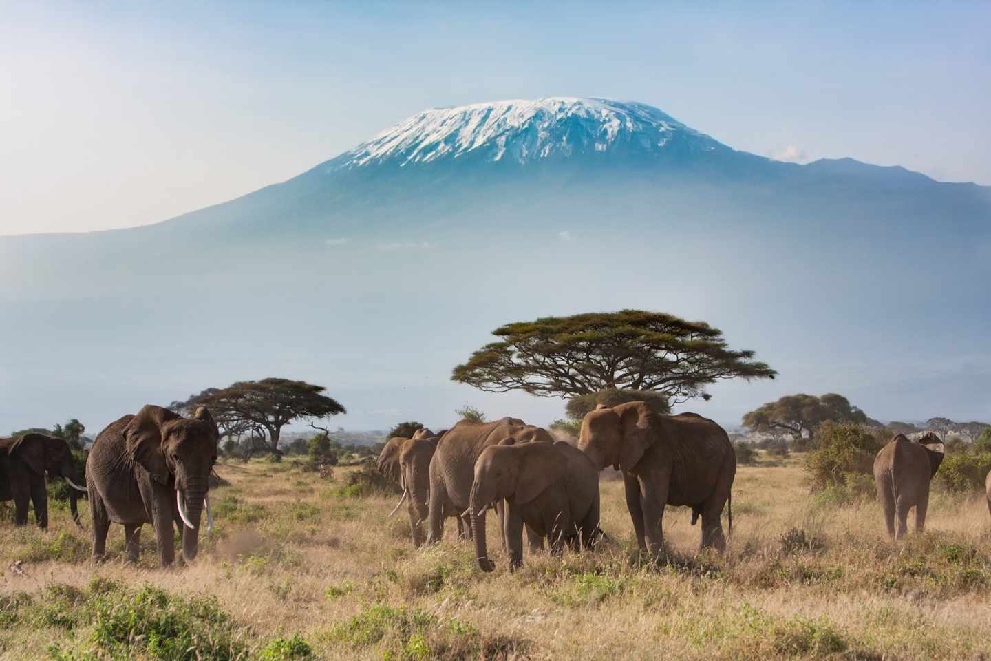 tansania-serengeti-kilimandscharo-elefanten-t-507185290.jpg