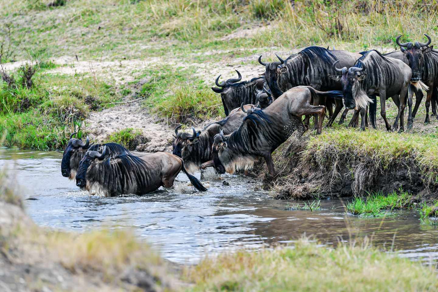 kenia-masai-mara-gnu-migration-g-1035104640.jpg