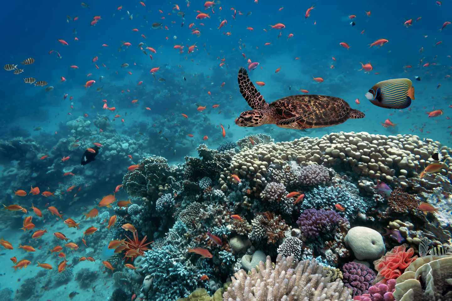 aegypten-tauchsafari-tauchen-g539675480.jpg