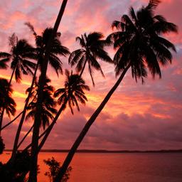 tonga-t-503026849.jpg