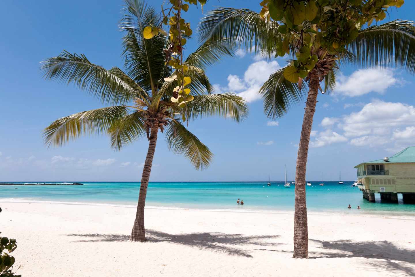 karibik-barbados-palmen-sandstrand-g-182669322.jpg