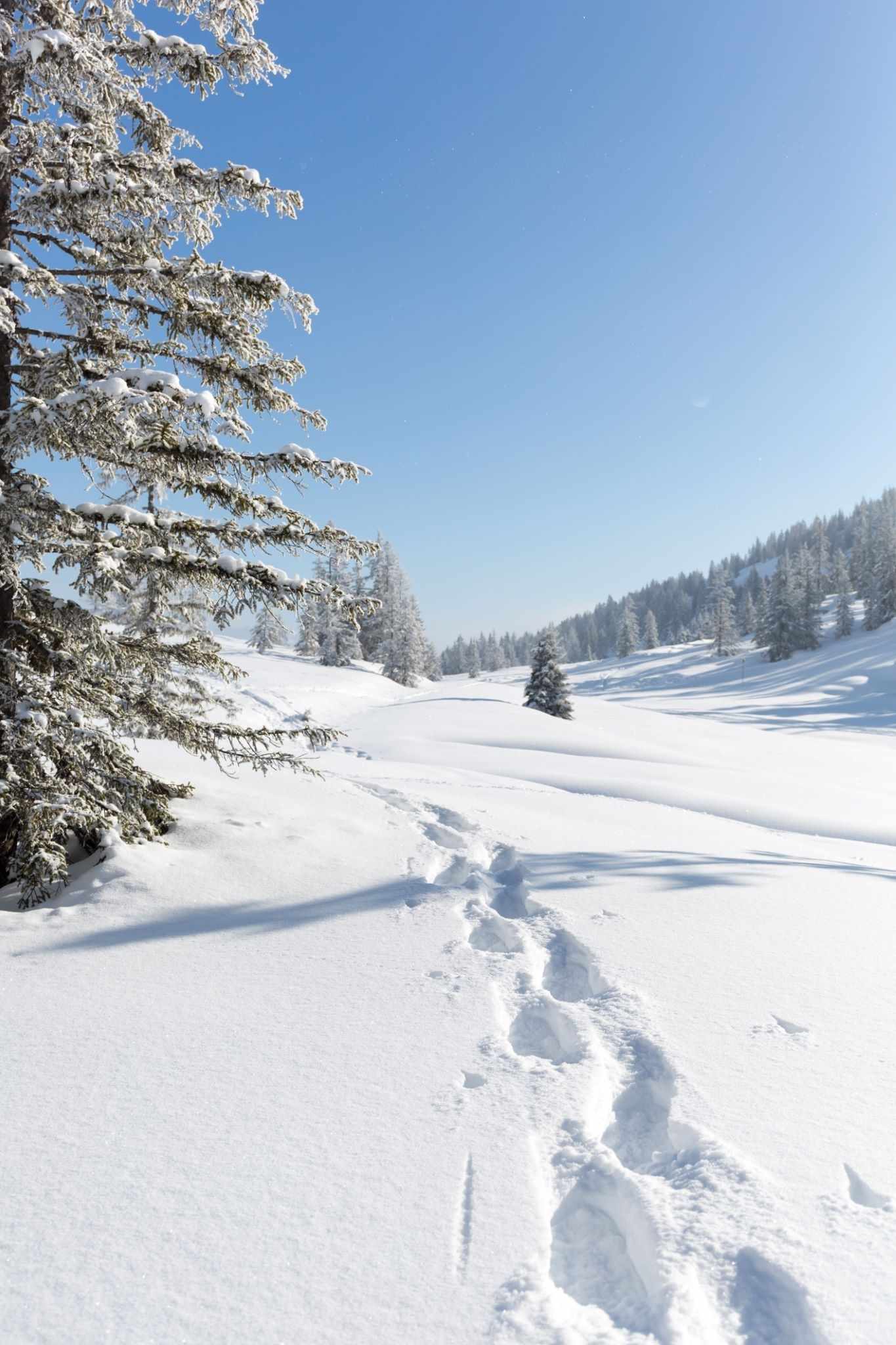 blt6bd41e7b71379815-oesterreich-alpen-schneelandschaft-g-1381563325.jpg Spuren im Schnee in Österreich