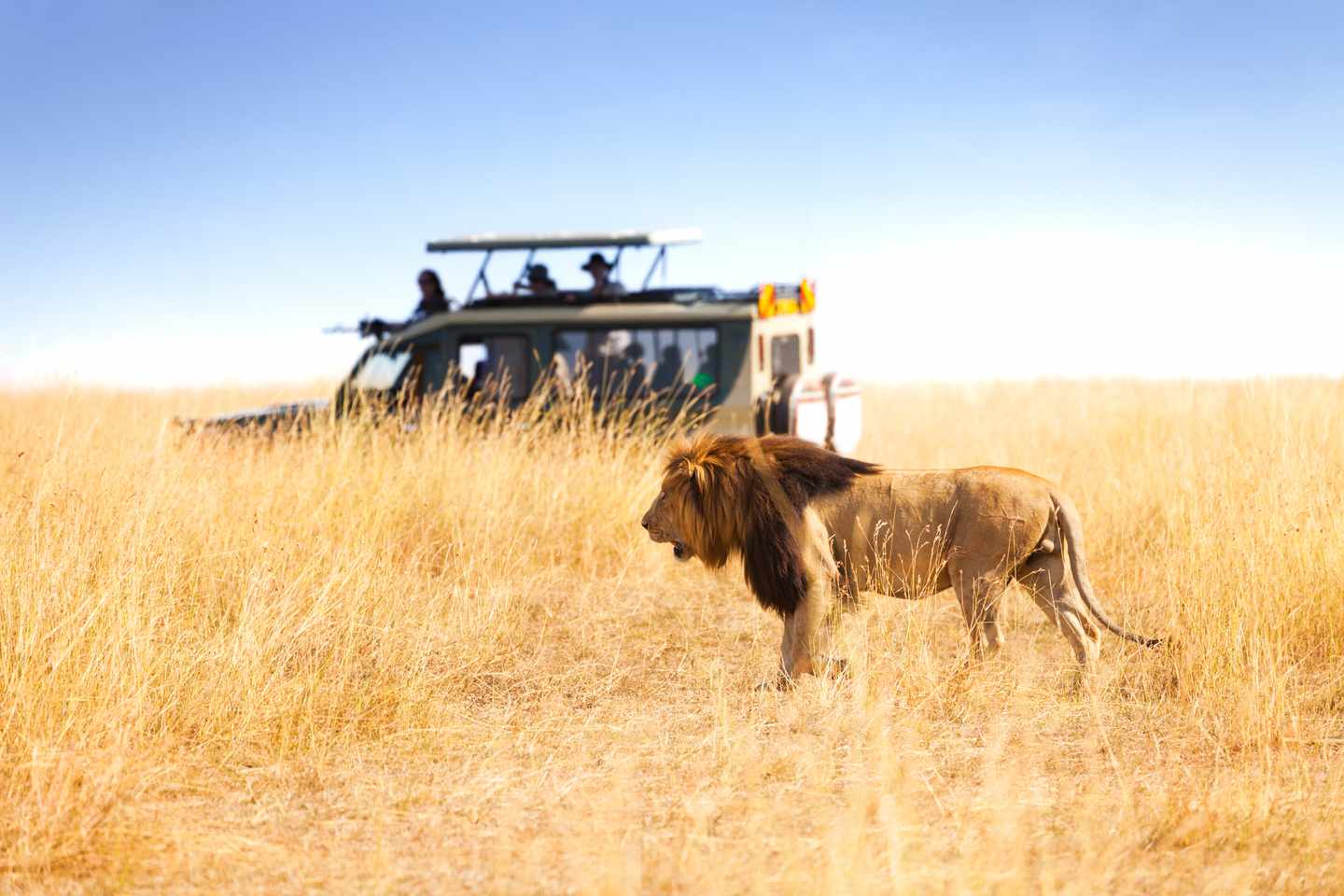 Löwe in der afrikanischen Savanne mit Safari-Jeep und Touristen im Hintergrund, aufgenommen bei einer Safari in Kenia 