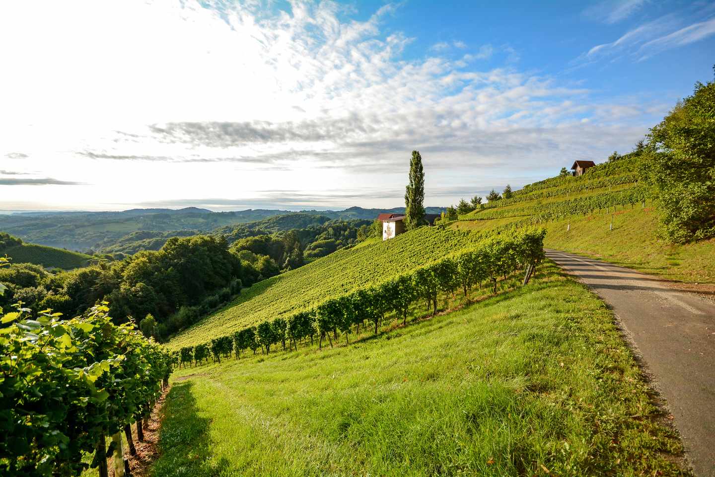 italien-toskana-weinberge-g-831092478.jpg